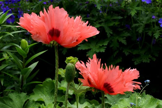 Pink flowers