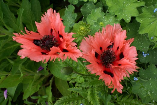 Papaver orientale - the breeding form "Cedar Hill"""