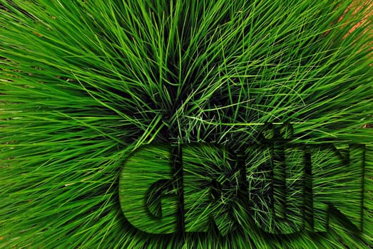 Green III