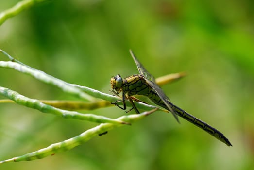 Dragonfly