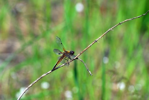 Dragonfly in the countryside