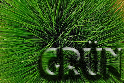 Green VII
