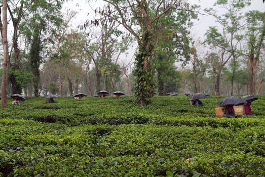 Tea pickers in the rain