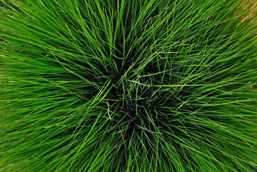 Green IIX