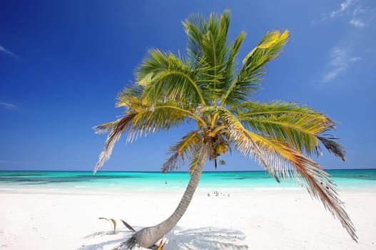 single palm tree