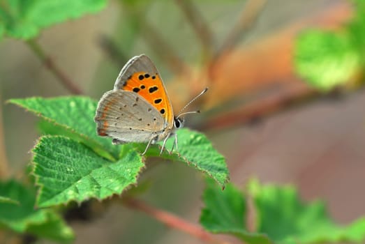 Fire Butterfly