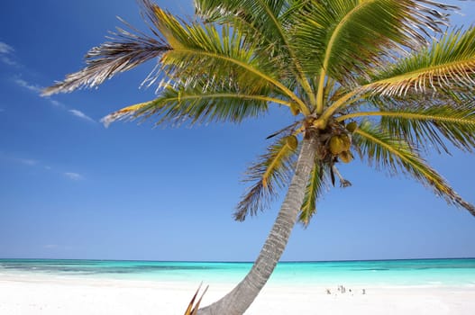 Palm Paradise