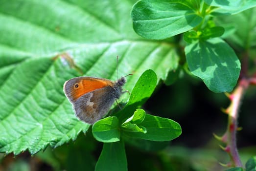 Hay butterflies