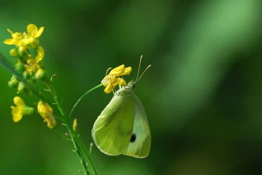 Cabbage white