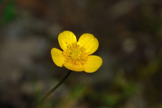 Buttercup