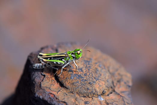 Grasshopper