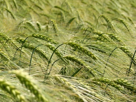 Barley field