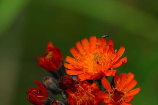 Hawkweed
