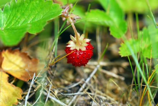 wild strawberry