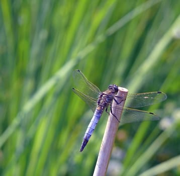 The Insect of the Year 2001