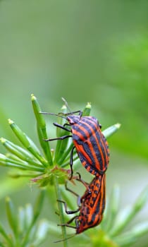 The body of the poisonous striped bug is red-black striped throughout. Due to its striking markings,this attractive stink bug is very easy to recognize on its food plant (various umbelliferous plants).