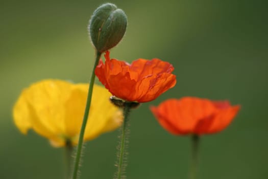 Poppy whispers