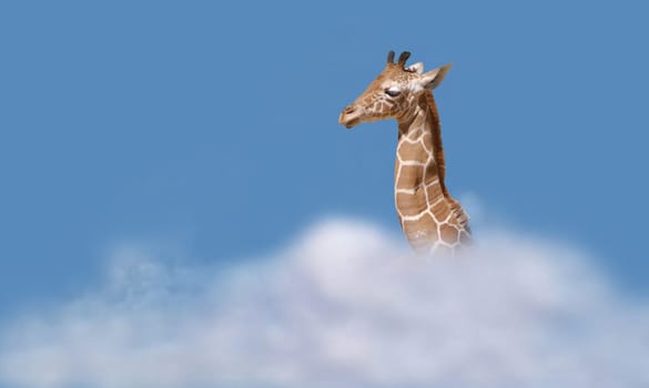 Aiming high