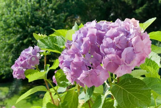 Hydrangea