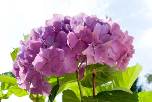 Hydrangea 4
