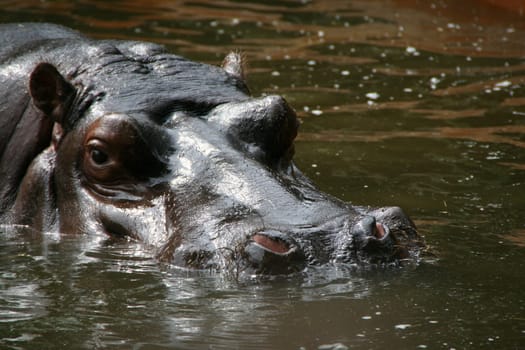 Hippopotamus