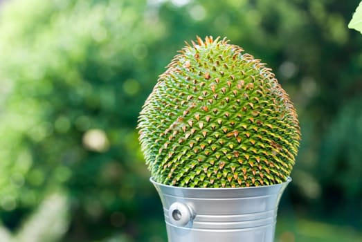 Mediterranean pine cone in champagne