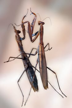 Mantis