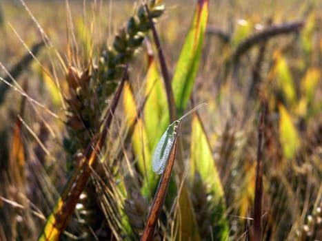 Lacewing in the cornfield