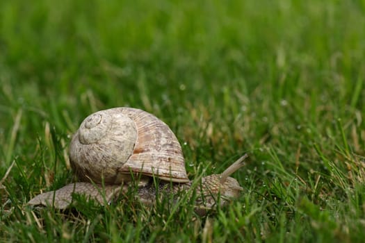 a somewhat elderly snail lady ... and or Mr. o)