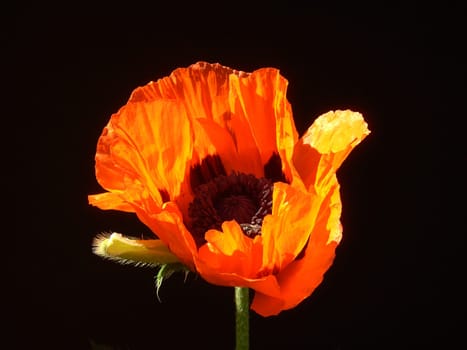 Turkish Poppy 08