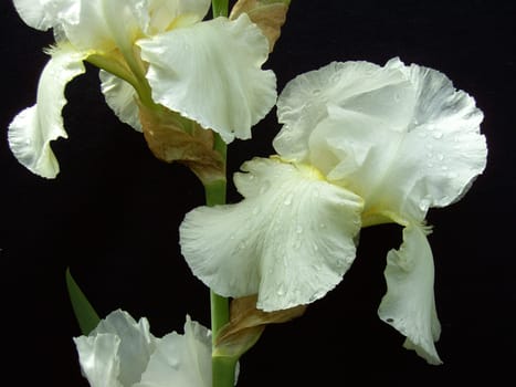 Iris 26