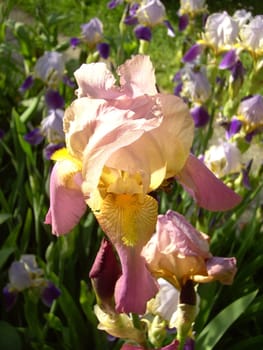 Iris 11