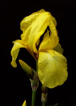 Iris 25