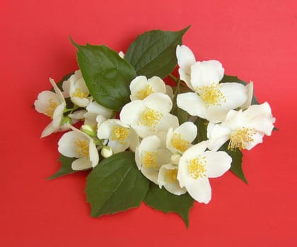Jasmin 06