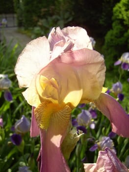 Iris 13