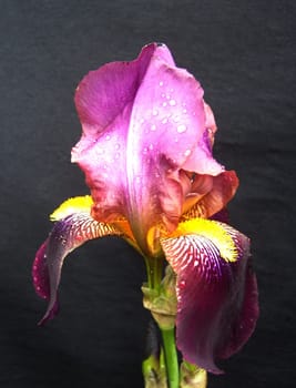 Iris 21
