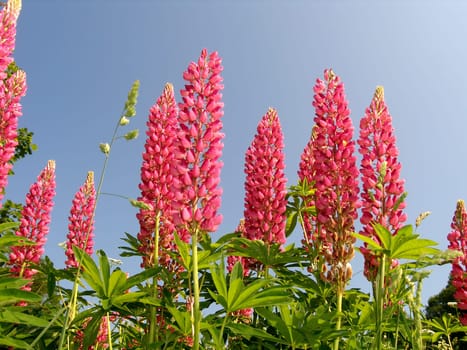 Pink - lupins