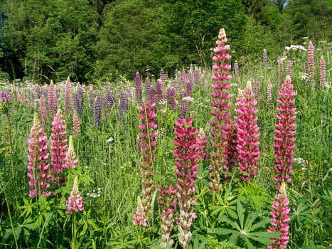 In the meadow