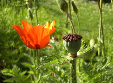 Turkish Poppy 11