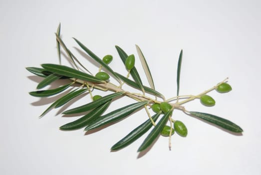 Olive branch