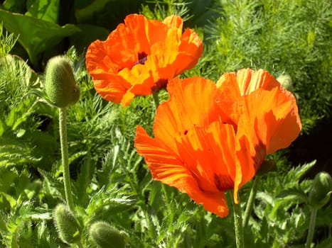 Turkish Poppy 05