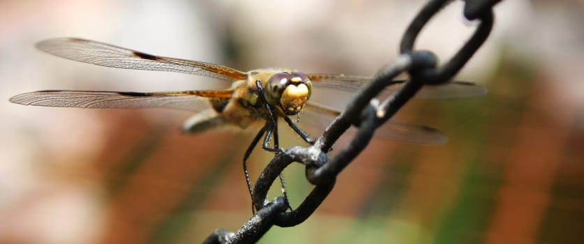 OoOoOoO Four-spotted dragonfly OoOoOoO