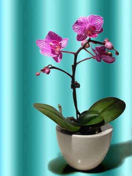 Orchid