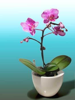 Orchid