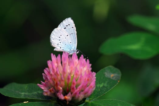 Holly blue