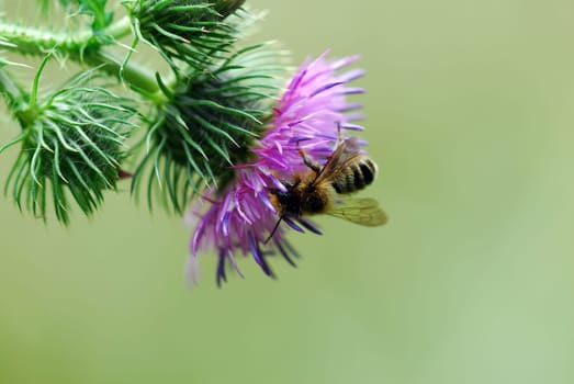 Bee on thistle