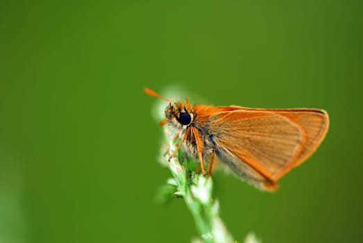 Skipper