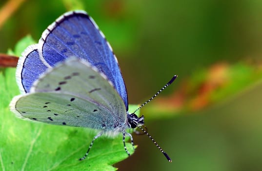 blue