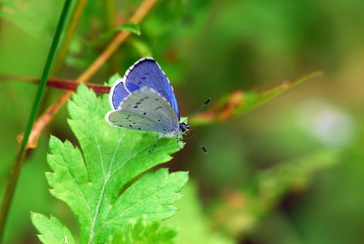 Blue
