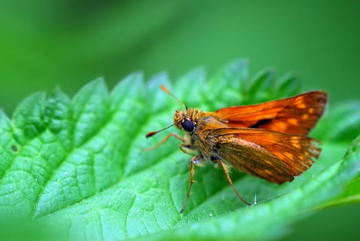 Butterflies
